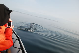 Ein Wal wird beim Abtauchen aus einem Zodiac fotografiert
